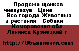 Продажа щенков чиахуахуа › Цена ­ 12 000 - Все города Животные и растения » Собаки   . Кемеровская обл.,Ленинск-Кузнецкий г.